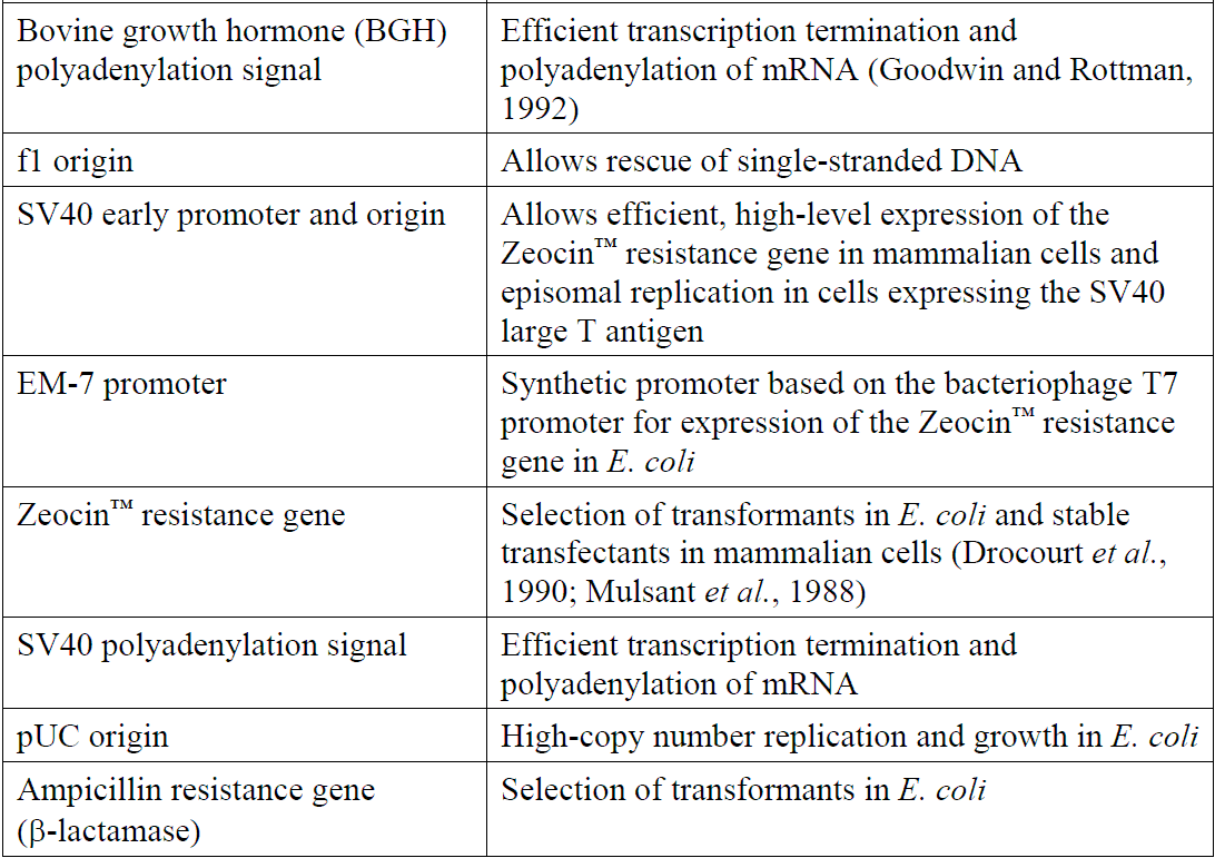 pcDNA4-HisMax 载体特征2